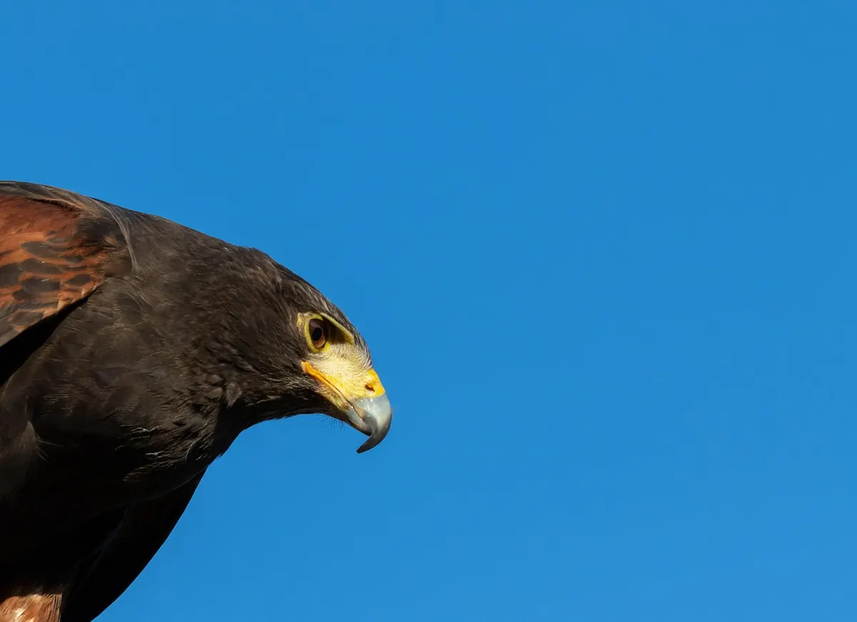 Beginner's Guide to Falconry: First Steps, Training and Legal Basics