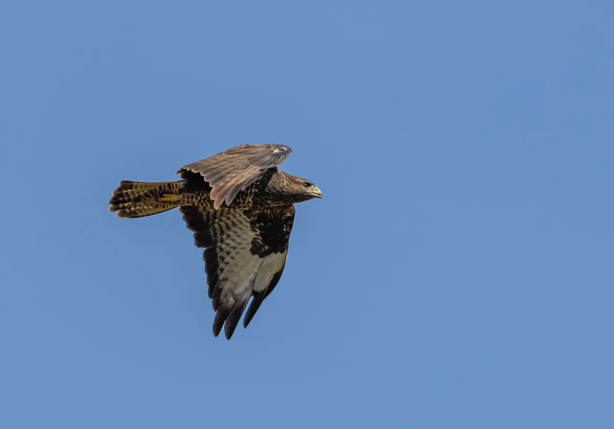 Buzzard or Red Kite? A Field Guide to Telling Them Apart