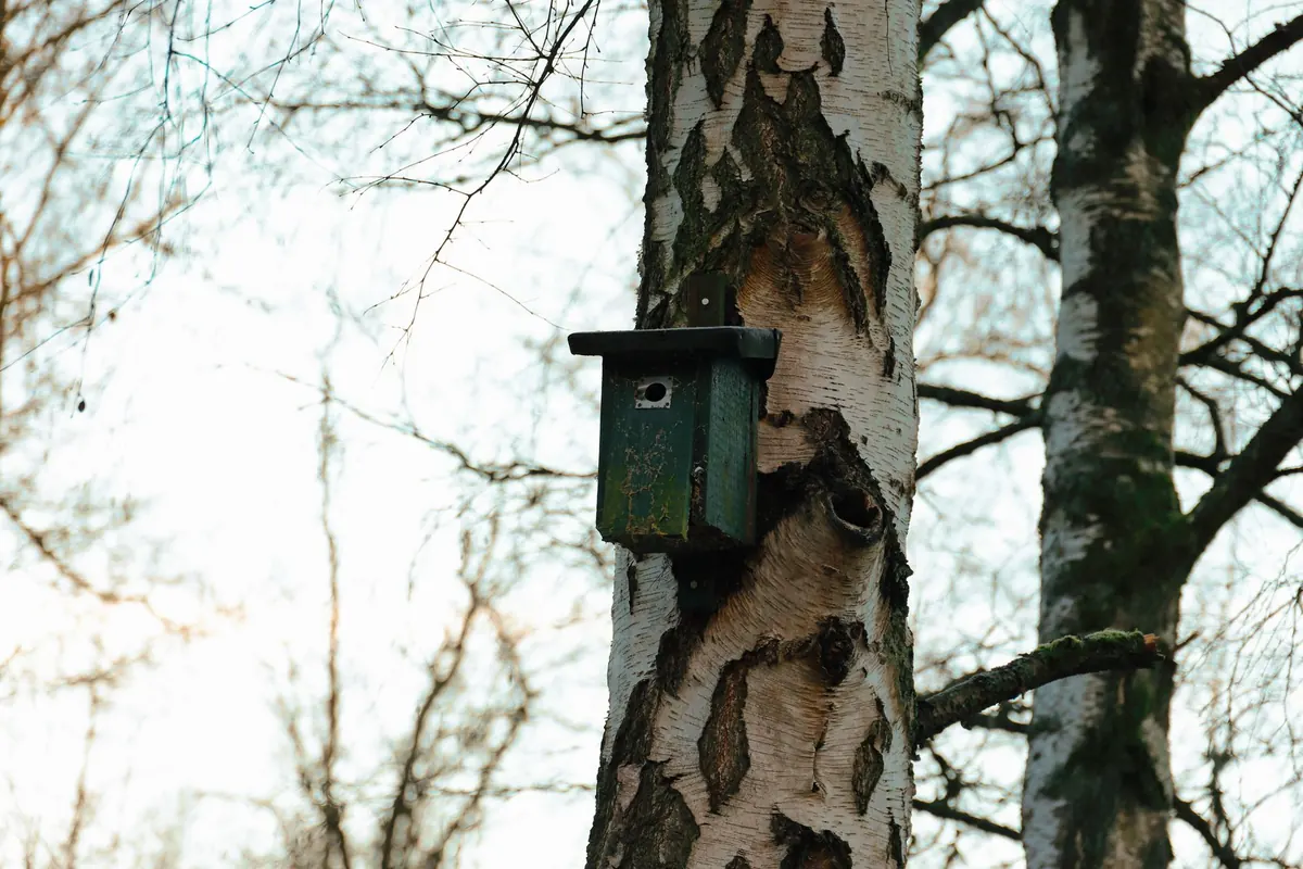 Common Mistakes in Bird of Prey Nest Box Projects and How to Fix Them