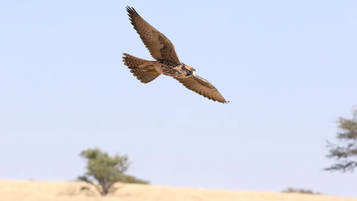 How to Identify British Birds of Prey in Flight: A Beginner's Guide