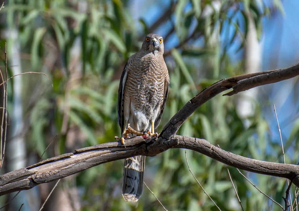 Woodland Birds of Prey: How to Find Goshawks and Sparrowhawks
